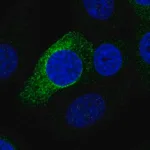 Merck Anti-PRR11 antibody produced in rabbit