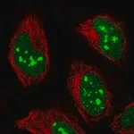 Merck Anti-POLR1E antibody produced in rabbit