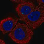 Merck Anti-INCA1 antibody produced in rabbit