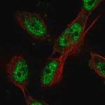 Merck Anti-CDC27 antibody produced in rabbit