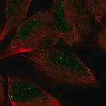 Merck Anti-AMZ2 antibody produced in rabbit