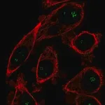 Merck Anti-OPLAH antibody produced in rabbit