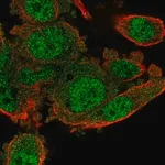 Merck Anti-POLR3G antibody produced in rabbit