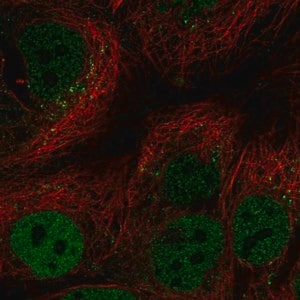 Merck Anti-CEBPA antibody produced in rabbit