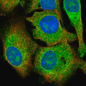 Merck Anti-KRCC1 antibody produced in rabbit