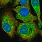 Merck Anti-KRCC1 antibody produced in rabbit