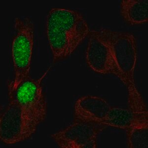 Merck Anti-POU3F3 antibody produced in rabbit
