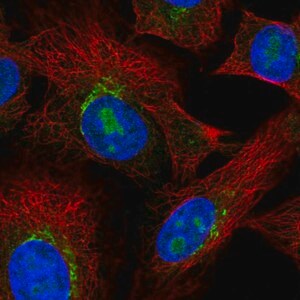 Merck Anti-PDGFRL antibody produced in rabbit