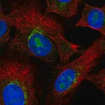 Merck Anti-PDGFRL antibody produced in rabbit