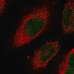 Merck Anti-CENPN antibody produced in rabbit