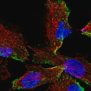 Merck Anti-HPS3 antibody produced in rabbit