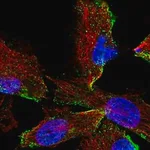 Merck Anti-HPS3 antibody produced in rabbit