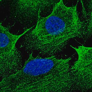 Merck Anti-CCDC69 antibody produced in rabbit