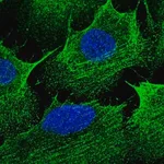 Merck Anti-CCDC69 antibody produced in rabbit