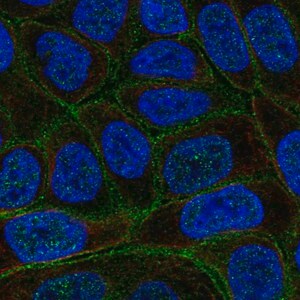 Merck Anti-C4orf19 antibody produced in rabbit