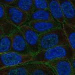 Merck Anti-C4orf19 antibody produced in rabbit