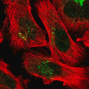 Merck Anti-FAM219A antibody produced in rabbit