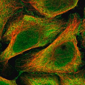 Merck Anti-BEND6 antibody produced in rabbit