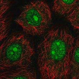 Merck Anti-NARF antibody produced in rabbit