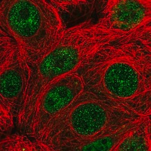 Merck Anti-PARG antibody produced in rabbit