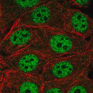 Merck Anti-INTS1 antibody produced in rabbit