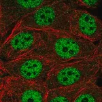 Merck Anti-INTS1 antibody produced in rabbit