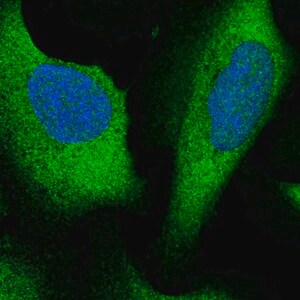Merck Anti-ARHGAP27 antibody produced in rabbit