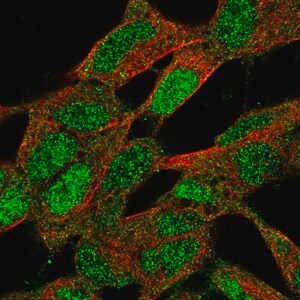 Merck Anti-CNBP antibody produced in rabbit