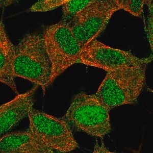 Merck Anti-POLR2K antibody produced in rabbit