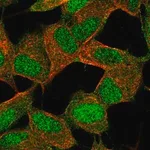 Merck Anti-POLR2K antibody produced in rabbit