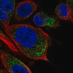 Merck Anti-TPRG1L antibody produced in rabbit