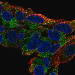 Merck Anti-TTC39B antibody produced in rabbit