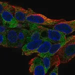 Merck Anti-TTC39B antibody produced in rabbit