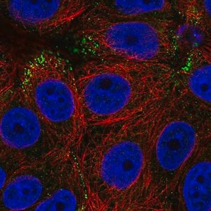Merck Anti-RAB3D antibody produced in rabbit