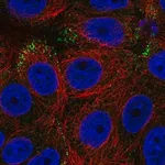 Merck Anti-RAB3D antibody produced in rabbit