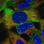 Merck Anti-ZNF416 antibody produced in rabbit