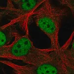 Merck Anti-SCML4 antibody produced in rabbit