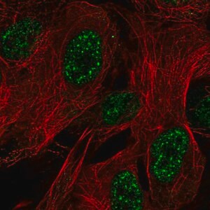 Merck Anti-ZNF441 antibody produced in rabbit