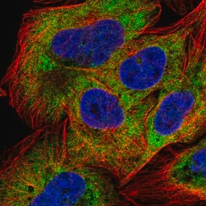 Merck Anti-NAA20 antibody produced in rabbit