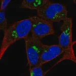 Merck Anti-FAM228B antibody produced in rabbit