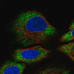Merck Anti-ALG10 antibody produced in rabbit