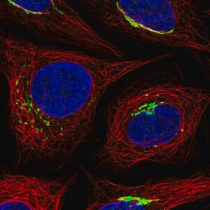 Merck Anti-MANEAL antibody produced in rabbit