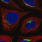 Merck Anti-MANEAL antibody produced in rabbit