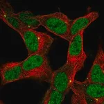 Merck Anti-ZNF12 antibody produced in rabbit