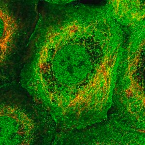 Merck Anti-PLEKHG3 antibody produced in rabbit