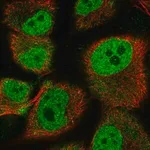 Merck Anti-HEY1 antibody produced in rabbit