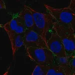 Merck Anti-OSR2 antibody produced in rabbit