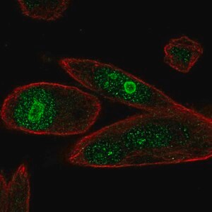Merck Anti-PHLDA1 antibody produced in rabbit