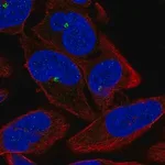 Merck Anti-ZNF766 antibody produced in rabbit