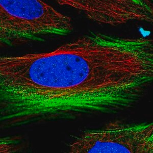 Merck Anti-BRICD5 antibody produced in rabbit